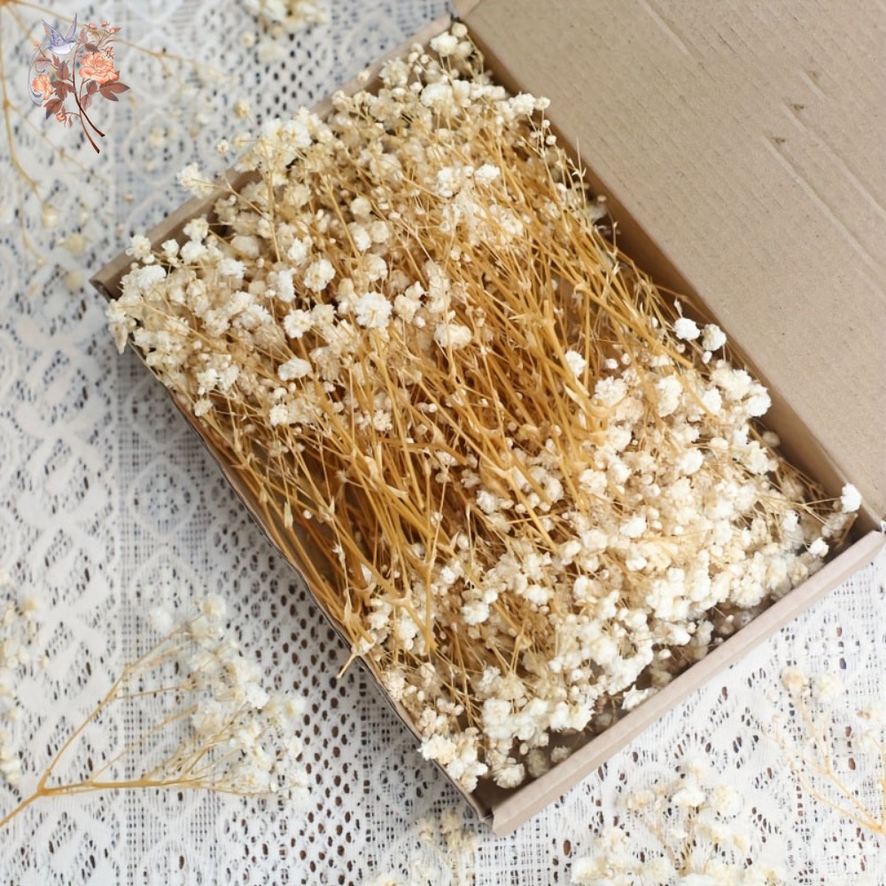 Craft Embellishment - 100 mini-fleurs séchées de gypsophile pour