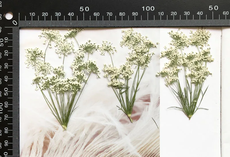 5-7 cm/12 pièces, petites fleu - Craft Embellishment avis et prix